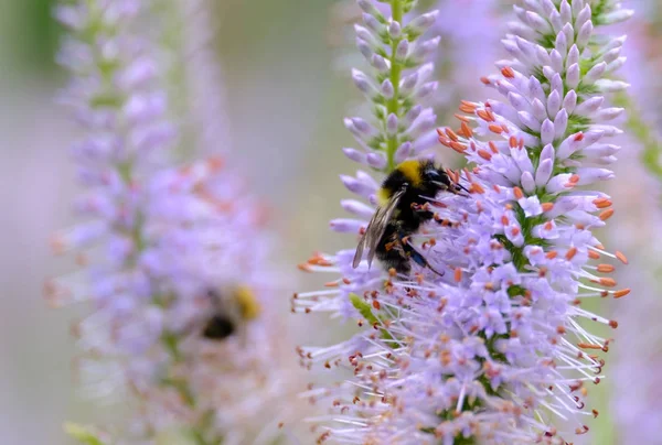 Abejorro recoge néctar de una flor — Foto de Stock