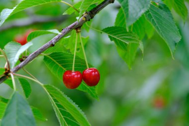 iki kırmızı olgun kiraz 