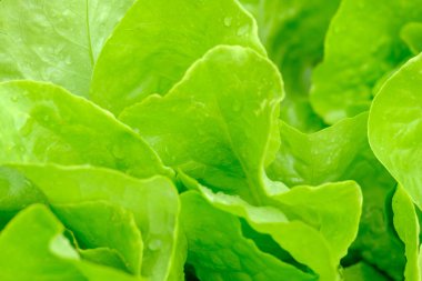 Yakın yeşil salata yaprakları