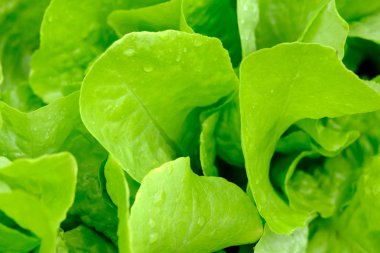 Yakın yeşil salata yaprakları