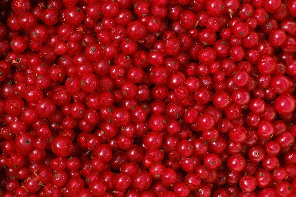 Porzeczki czerwone jagody zbliżenie — Zdjęcie stockowe