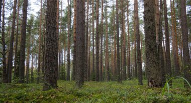 yosun ile güzel çam ormanı