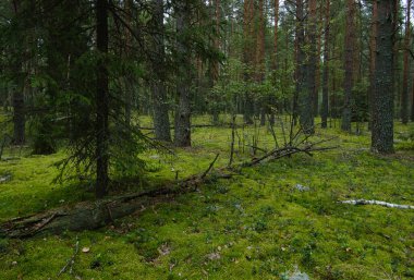 yosun ile güzel çam ormanı