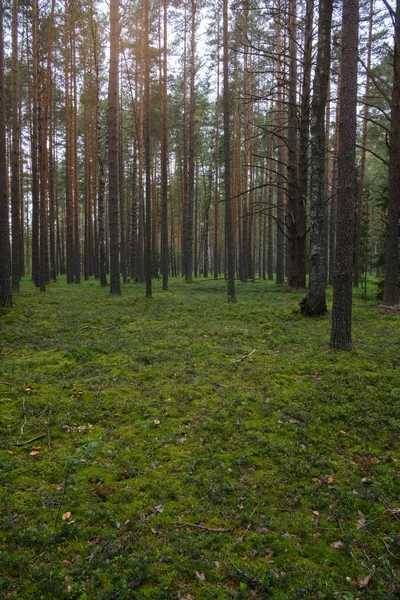 Piękny las sosnowy z mchem — Zdjęcie stockowe