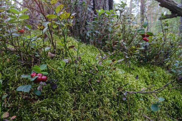 Lingonberry berry in the forest — Stock Photo, Image
