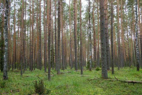 yosun ile güzel çam ormanı