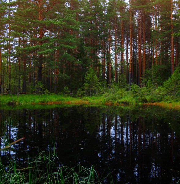 Черное озеро в сосновом лесу — стоковое фото