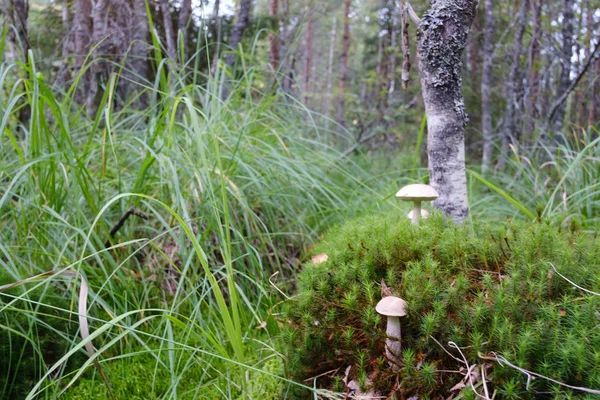 Mushrooms in the moss — Stock Photo, Image