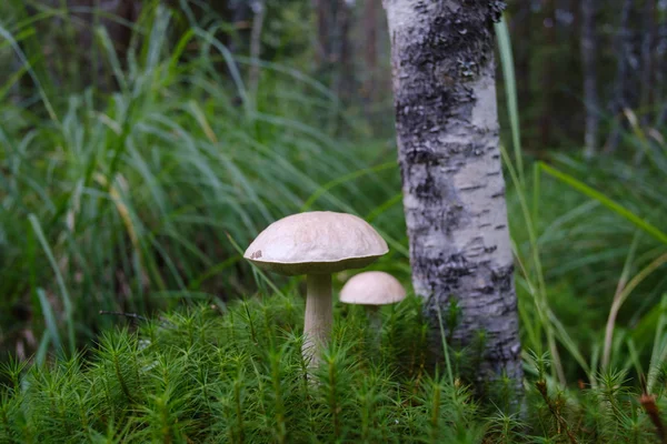 Mushrooms in the moss — Stock Photo, Image