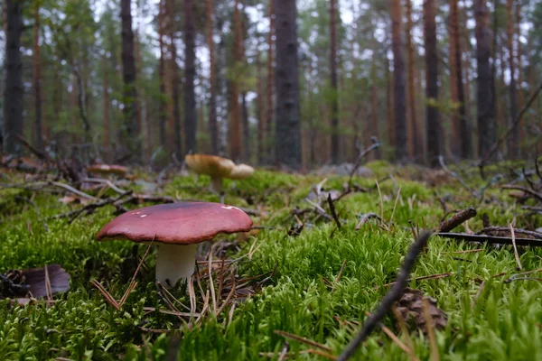 Mushroom growing in the forest — Stock Photo, Image