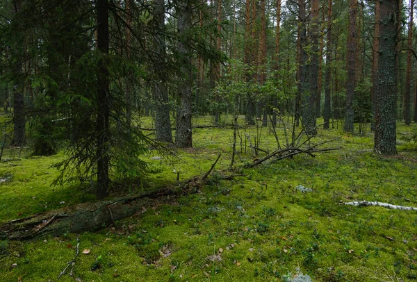 yosun ile güzel çam ormanı