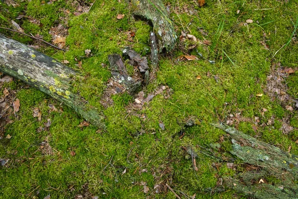 Old rotten fallen tree covered with moss — Stock Photo, Image