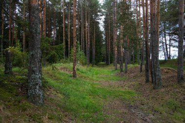 Yazın güzel çam ormanları