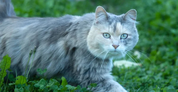 Beau chat gris en herbe verte — Photo