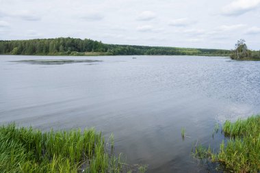 kıyıda çim ile geniş nehir 