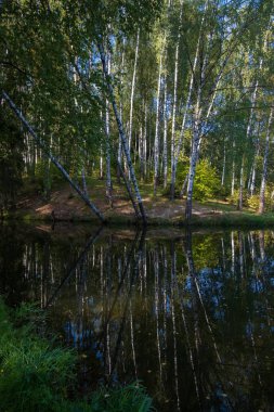 Huş grove göl kenarında