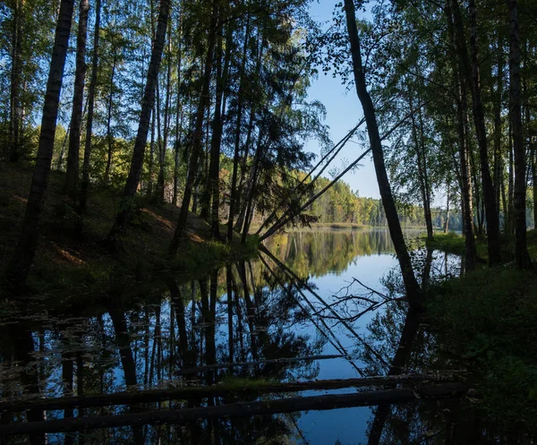 Árvores junto ao lago — Fotografia de Stock
