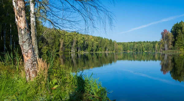 Zomerdag aan het meer in het bos — Stockfoto