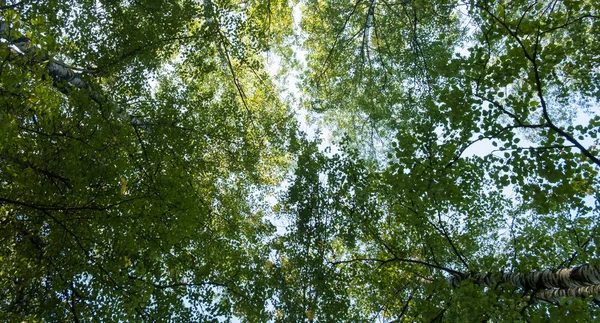 huş taçyukarı gidiyor
