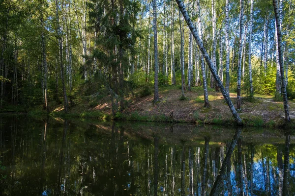 Березовая роща на озере — стоковое фото