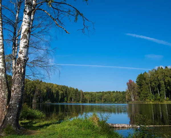 Junto al lago en el bosque — Foto de Stock