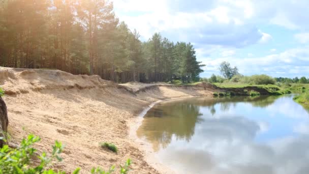 Sandstrand och tallar vid älven — Stockvideo