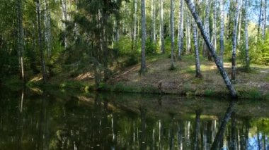 Huş grove göl kenarında