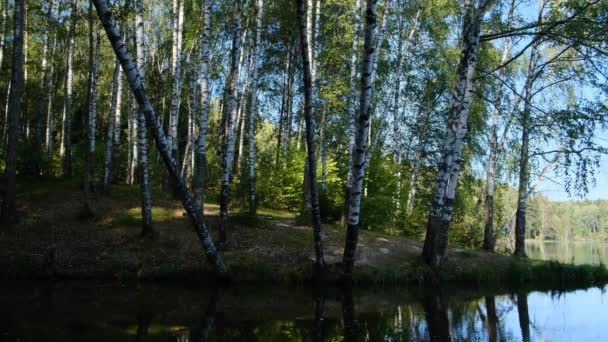 Березовий гай на озері — стокове відео