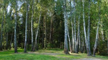 Birch korusu bir yaz sabahı