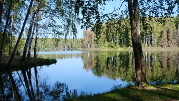 Summer day by the lake in the forest — Stock Video