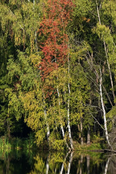 Betulle sul lago — Foto Stock