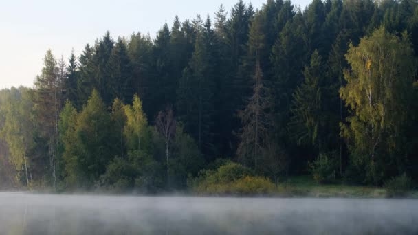 Vroege ochtend met mist op een meer in een bos — Stockvideo