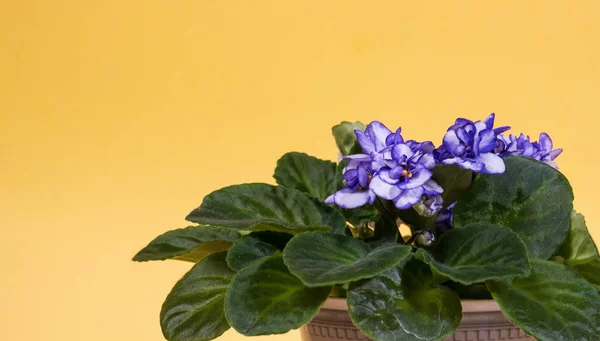 紫色の花を咲かせる美しいテリー — ストック写真