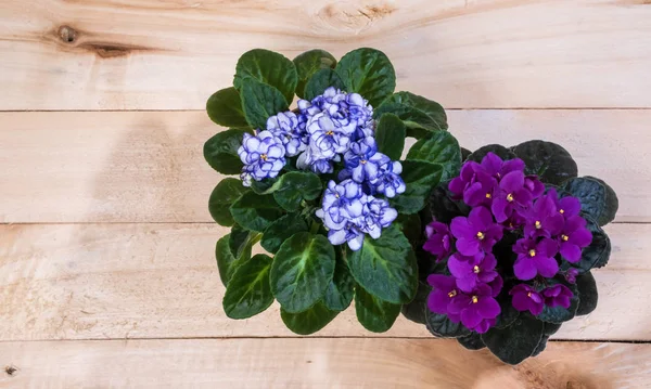 Красивые цветущие фиолетовые цветы — стоковое фото