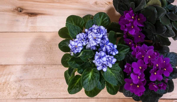 Lindas flores violetas florescendo — Fotografia de Stock