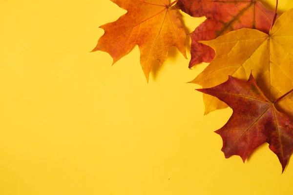 Hojas de arce de otoño sobre un fondo amarillo — Foto de Stock