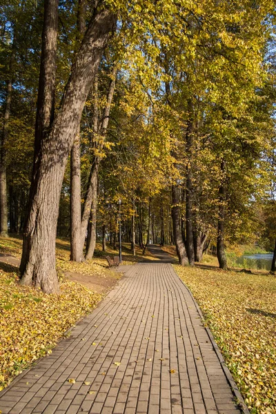 Sonbahar parkında ağaçların arasında yol — Stok fotoğraf