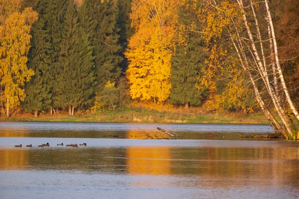 Плавающие утки в озере возле осеннего леса — стоковое фото
