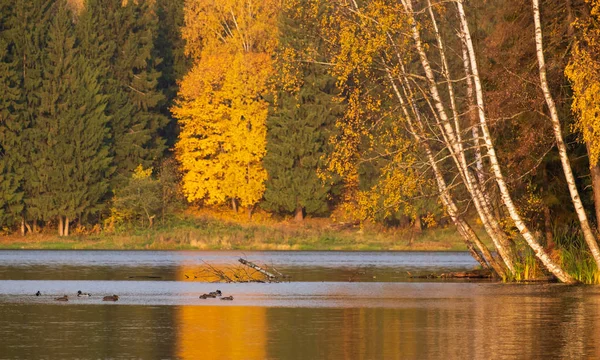 Плавающие утки в озере возле осеннего леса — стоковое фото