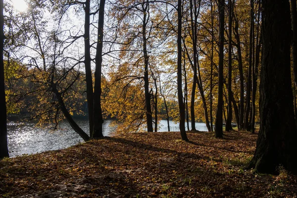 Парк у озера в солнечный день — стоковое фото