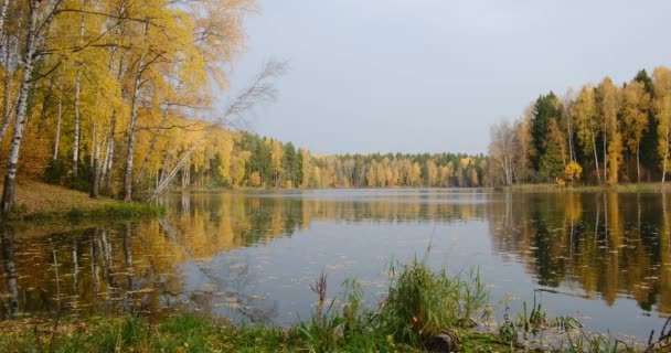 Bosque de otoño junto al lago antes de la lluvia — Vídeo de stock