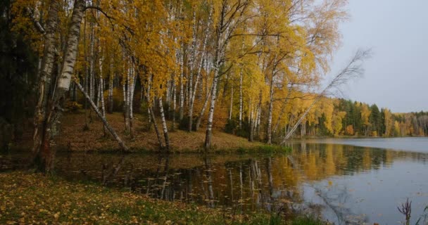 Fogliame autunnale in una foresta vicino al lago prima della pioggia — Video Stock