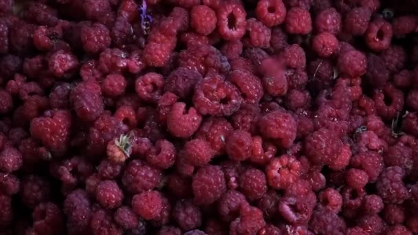 Стиглі соковиті червоні малини падають — стокове відео