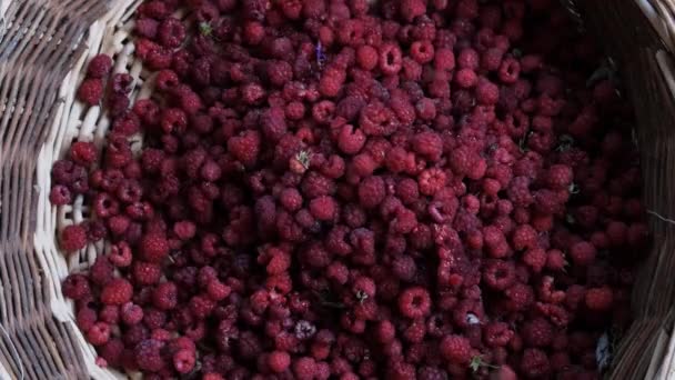 Ripe juicy red raspberries fall down — ストック動画