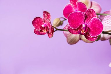 Eflatun arkaplanda açan mor orkide