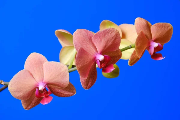 Blommande orange orkidé på en blå bakgrund — Stockfoto