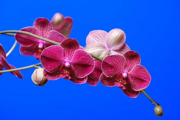 Mavi arkaplanda açan mor orkide — Stok fotoğraf