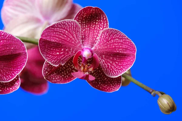 Bloeiende paarse orchidee op een blauwe achtergrond — Stockfoto