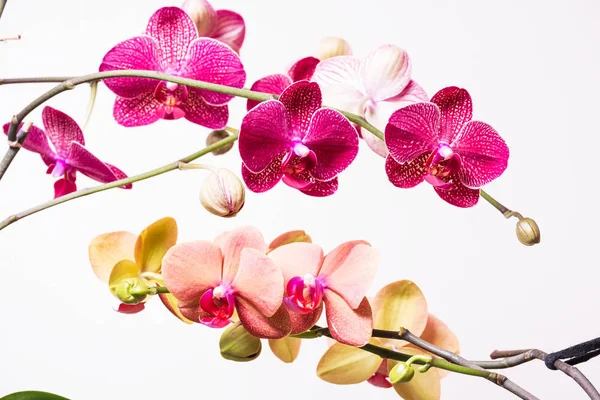 Квітуча помаранчева та фіолетова орхідея на білому фоні — стокове фото