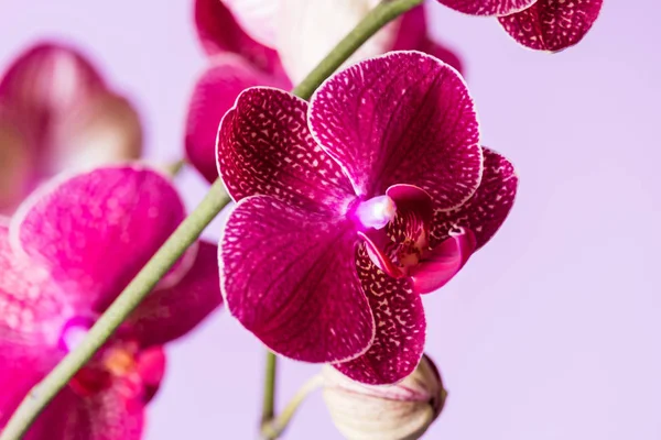 Orchidea viola fiorente su uno sfondo lilla — Foto Stock